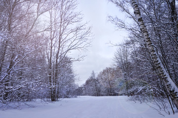 Beautiful winter landscape. Toned.