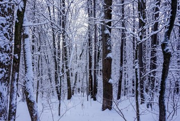 Fototapeta premium Beautiful winter landscape