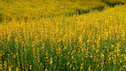 sunhemp flower filed  (Crotalaria juncea)