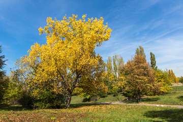 Autumn landscape with Yellow trees in South Park in city of Sofia, Bulgaria