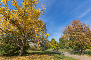 Fototapeta premium Autumn landscape with Yellow trees in South Park in city of Sofia, Bulgaria
