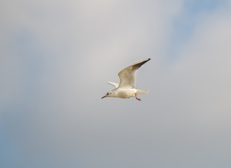 Fliegende Möwe am sonnigen Himmel