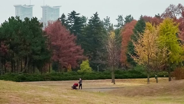 Autumn in the botanical garden. Kiev, Ukraine.