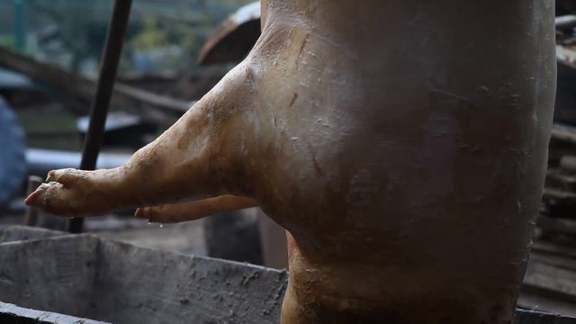 The slaughtered pig is hangs on a hook, the process of freshening, preparation for New Year`s and Christmas holidays in the village, Western Ukraine