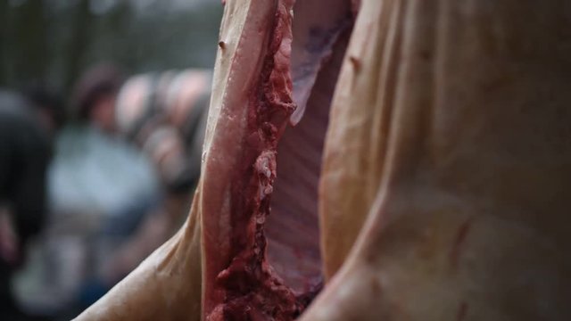The slaughtered pig is hangs on a hook, head close up, the process of freshening, preparation for New Year`s and Christmas holidays in the village, Western Ukraine