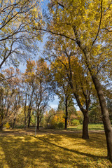 Autumn landscape with Yellow trees in South Park in city of Sofia, Bulgaria