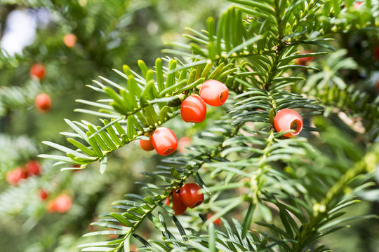 Taxus Baccata European Yew With Poisonous Red Ripened Berry Fruits