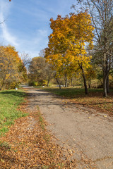 Fototapeta premium Autumn landscape with Yellow trees in South Park in city of Sofia, Bulgaria