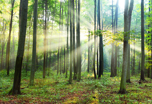Fototapeta Morning in the forest