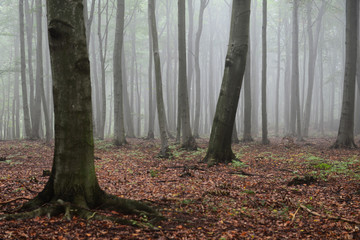 Misty forest