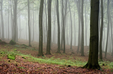 Misty forest