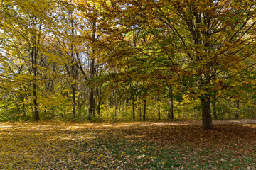 Autumn landscape with Yellow trees in South Park in city of Sofia, Bulgaria