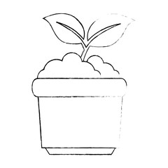 garden pot with plant