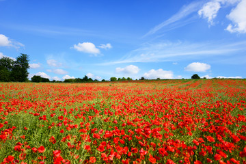 Summer landscape with poppy fields