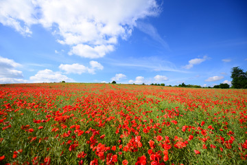Fototapeta na wymiar Summer landscape with poppy fields