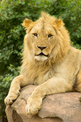 Fototapeta na wymiar Lion on Rock
