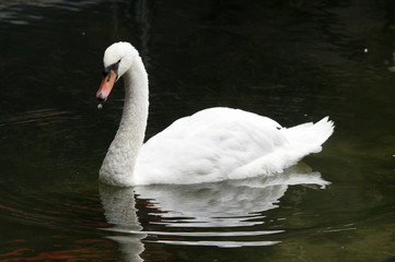 Fototapeta premium Cygne sur la Seine