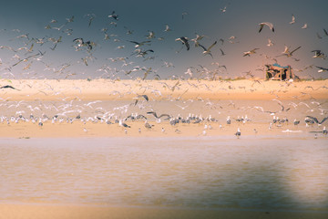 Un grand nombre d'oiseau vole au dessus d'une plage