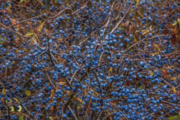 Prunus spinosa, or blackthorn bush with lots of berries