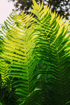 Beautyful ferns leaves green foliage natural floral fern background