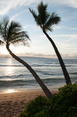 Palms on Maui Beach
