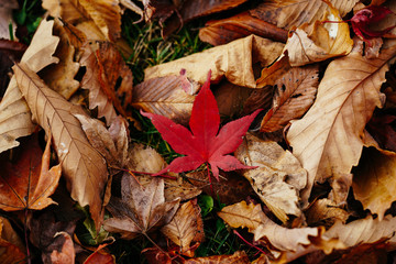 紅葉