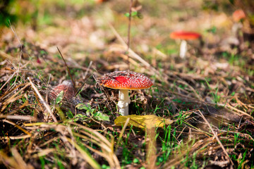 fly agaric in the forest