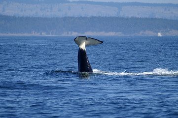Orca  Surfacing in the San Juan Islands, WA