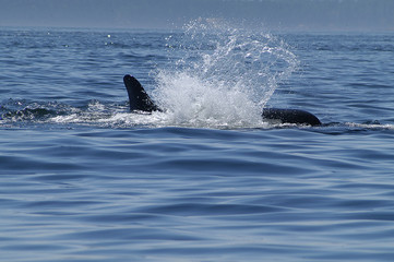 Fototapeta premium Orca Surfacing in the San Juan Islands, WA