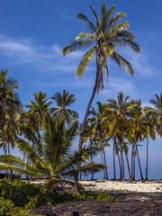 Fototapeta na wymiar Palm trees on beach