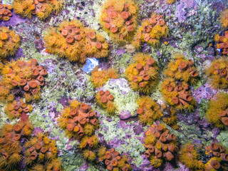 Orange cup corals