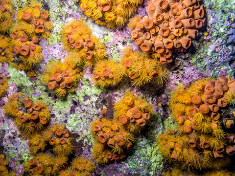 Orange cup corals