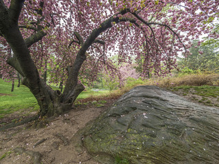 Fototapeta premium Prunus serrulata or Japanese Cherry