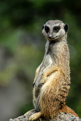 Meerkhat at San Diego Zoo