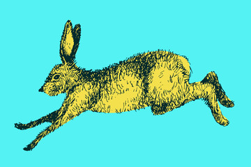 Running hare rabbit vector illustration. Hand drawn ink jumping bunny © oxanaart