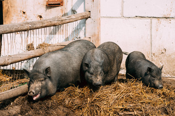 Household A Large Black Pigs In Farm. Pig Farming Is Raising And