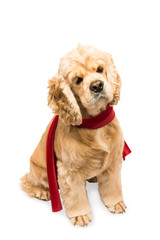 American cocker spaniel in a red scarf on white background. The dog sits, side view.