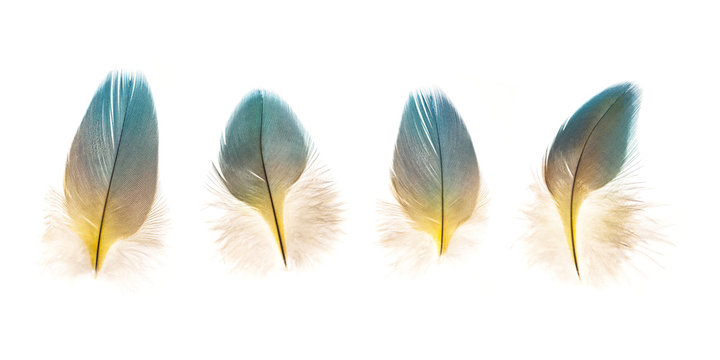 set of beautiful fragile parrot bird feathers isolated on white background