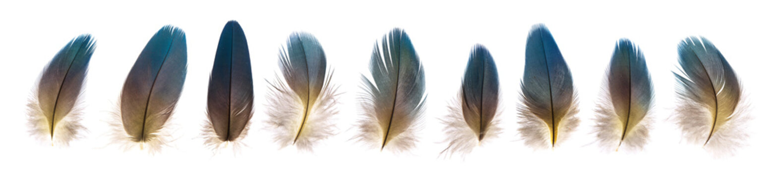 set of beautiful fragile parrot bird feathers isolated on white background