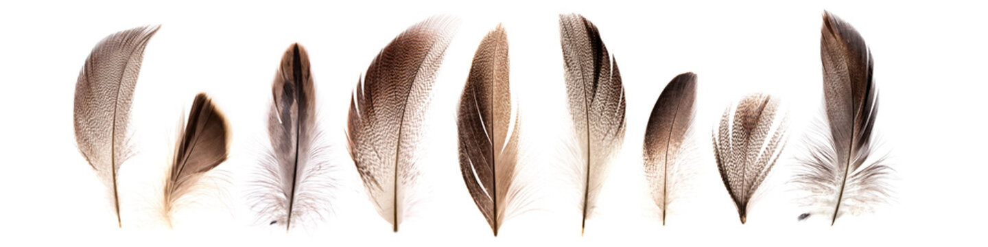 set of beautiful fragile pheasant bird feathers isolated on white background