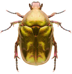 Scarab beetle Protaetia metallica isolated on white background, dorsal view of Scarabaeidae beetle.