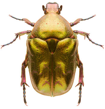 Scarab beetle Protaetia metallica isolated on white background, dorsal view of Scarabaeidae beetle.