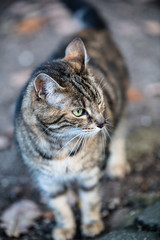 Cute and menacing looking cat in the wild