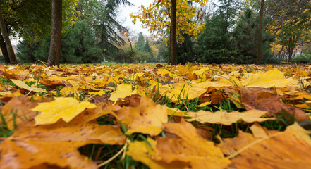Autumn in the forest with yellow falling leaves