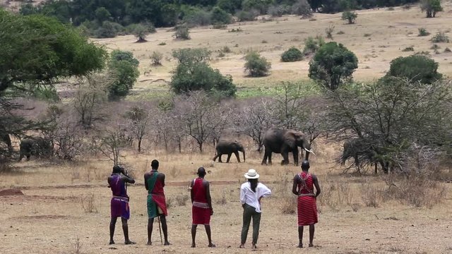 Tourist stands with tribesman watching nearby Elephants.