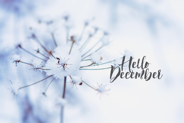 hello december (winter)  card  - obrazy, fototapety, plakaty