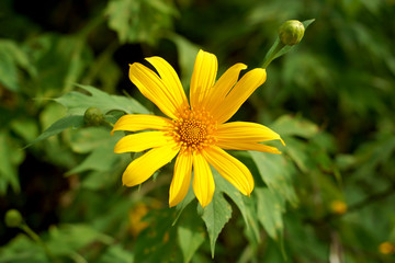 nitobe chrysanthemum flower or mexican sunflower