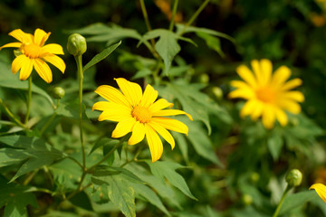 nitobe chrysanthemum flower or mexican sunflower
