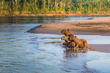 Manu National Park, Peru - August 06, 2017: Family of Capybara at the shores of the Amazon...