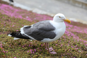 Western Gull (Larus occidentalis) in California. USA